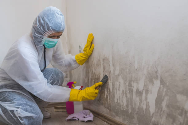 Best Localized Mold Remediation (e.g., coastal areas, humid climates) in Lambertville, MI