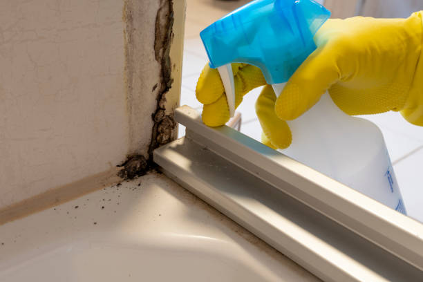 Best Emergency Mold Remediation in Lambertville, MI