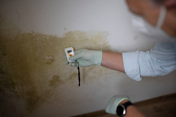 Best Crawl Space Mold Remediation in Lambertville, MI
