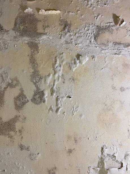 Best Mold Remediation for Schools in Lambertville, MI
