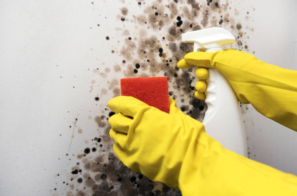 Best Commercial Mold Remediation in Lambertville, MI