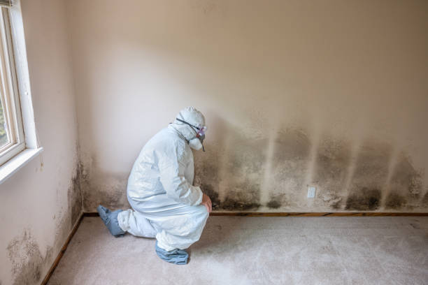 Best White Mold Remediation in Lambertville, MI