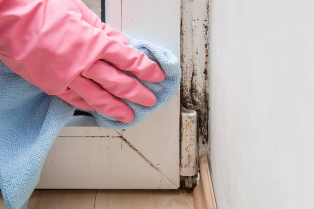 Professional Mold Remediation in Lambertville, MI