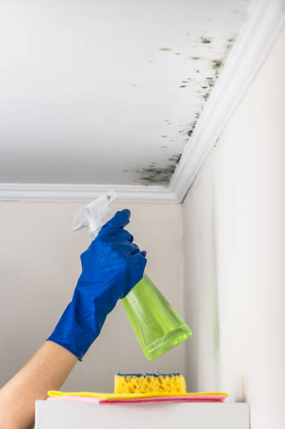 Best Black Mold Remediation in Lambertville, MI